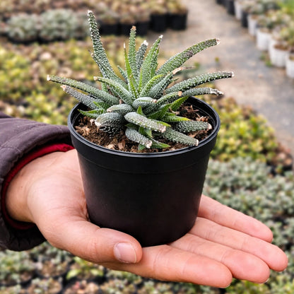 Haworthia atteunata (Bare Rooted)
