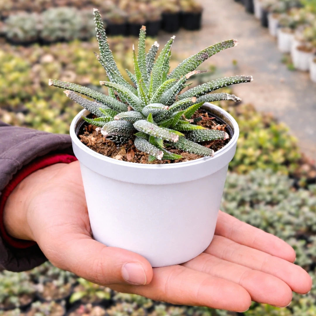 Haworthia atteunata (Bare Rooted)