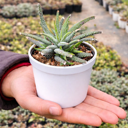 Haworthia atteunata (Bare Rooted)