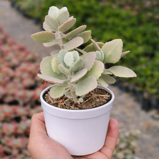 Kalanchoe Millotii