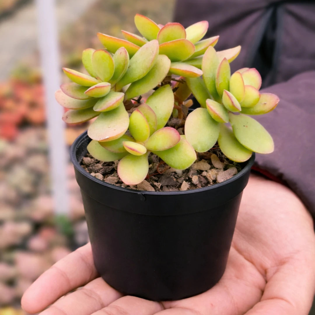 Mini Variegated Jade (BARE ROOTED )