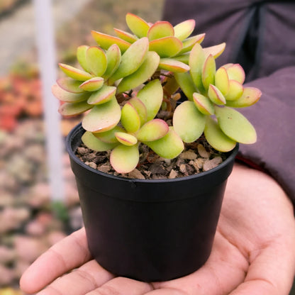 Mini Variegated Jade (BARE ROOTED )