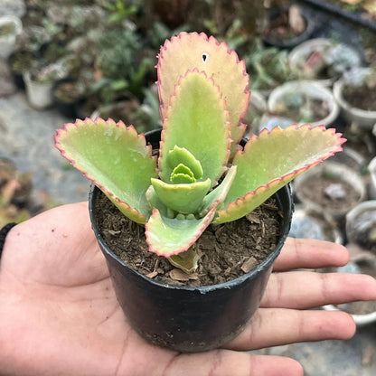 Kalanchoe Laetivirens Mother of thousands Succulent Plant