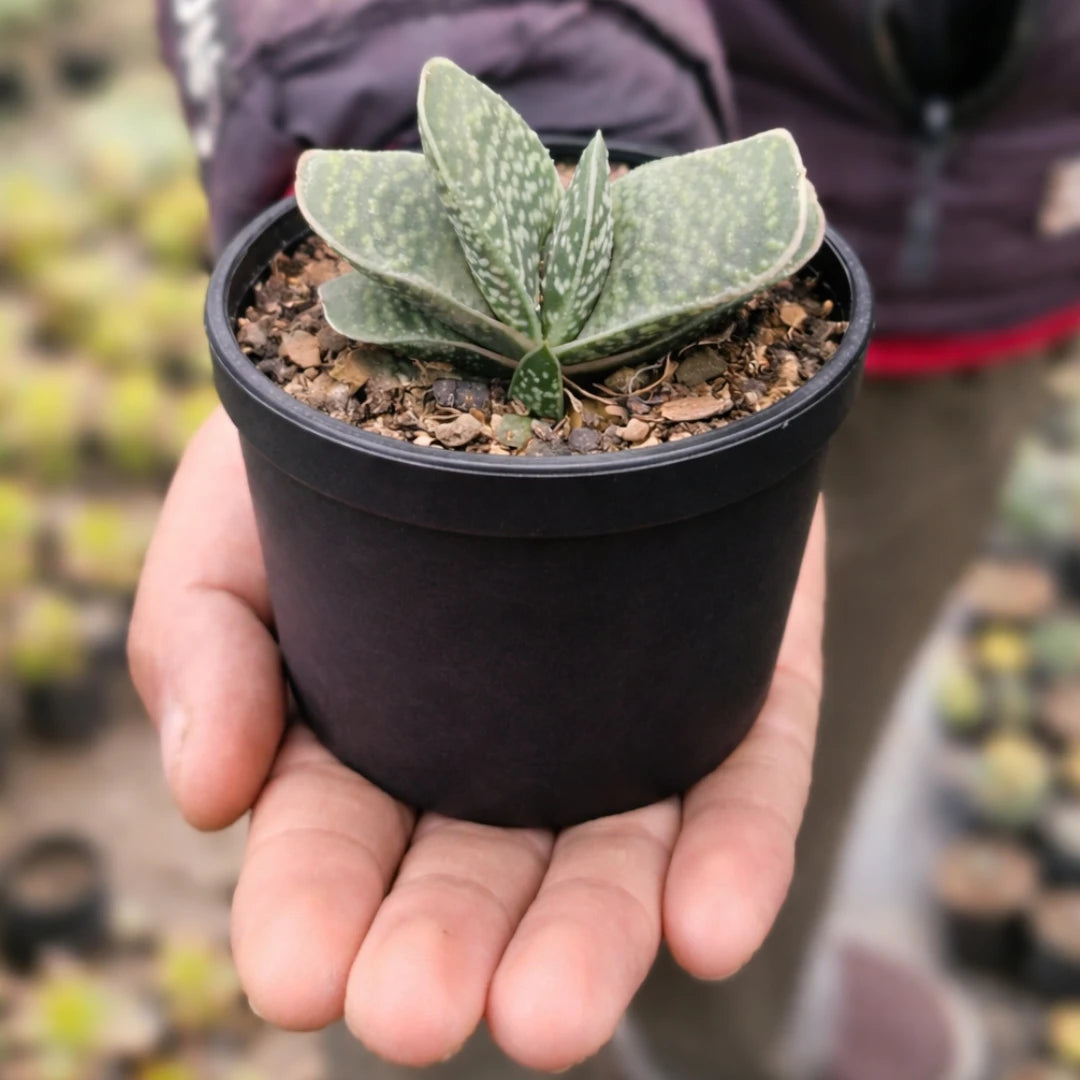 Gastaria minima