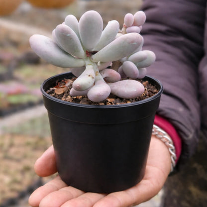 Pachyphytum Oviferum Moonstone (Bare Rooted)