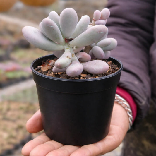 Pachyphytum Oviferum Moonstone (Bare Rooted)