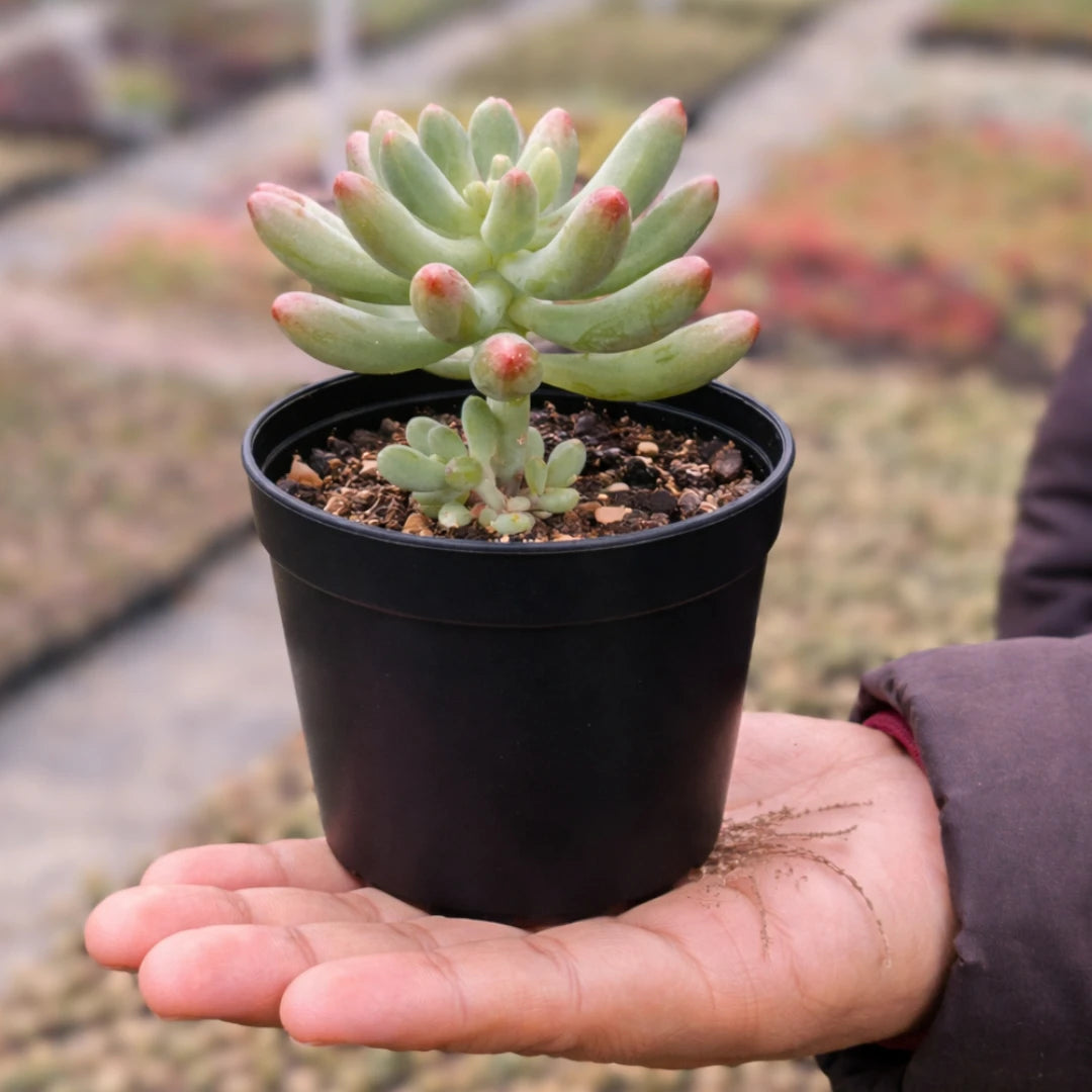 Sedum-Pachyphyllum - SEDUM-BANANA (Bare Rooted)