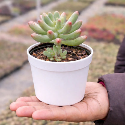 Sedum-Pachyphyllum - SEDUM-BANANA (Bare Rooted)