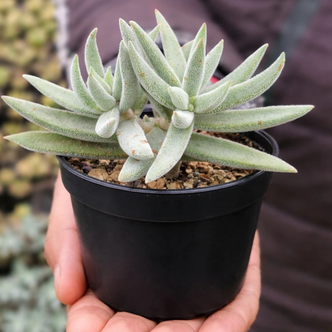 Sencio vitalis (Bare Rooted)