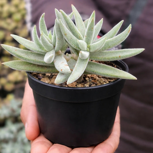 Sencio vitalis (Bare Rooted)