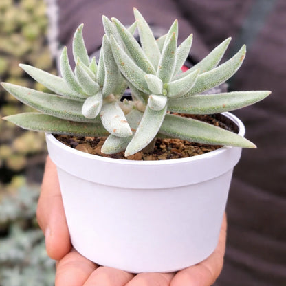 Sencio vitalis (Bare Rooted)