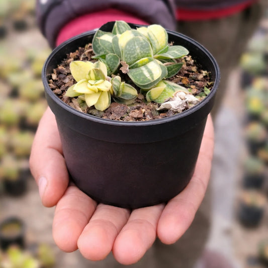 Gastaria "Little Warty"