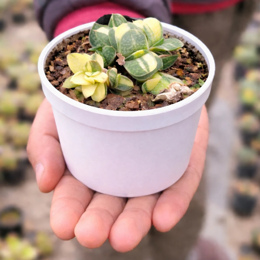 Gastaria "Little Warty"