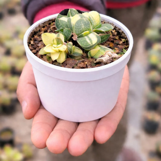 Gastaria "Little Warty"