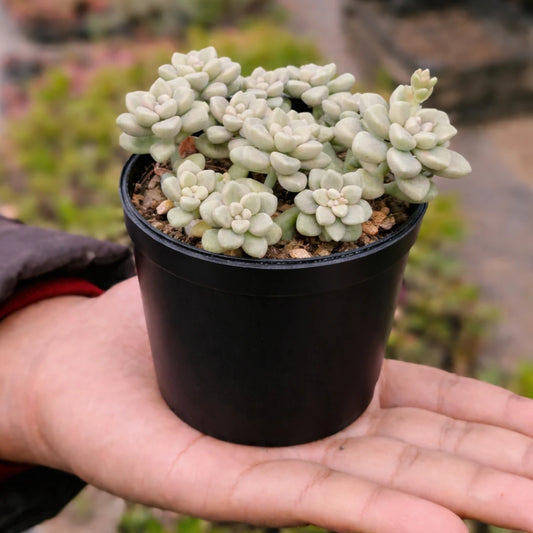 Graptopetalum Calavatum