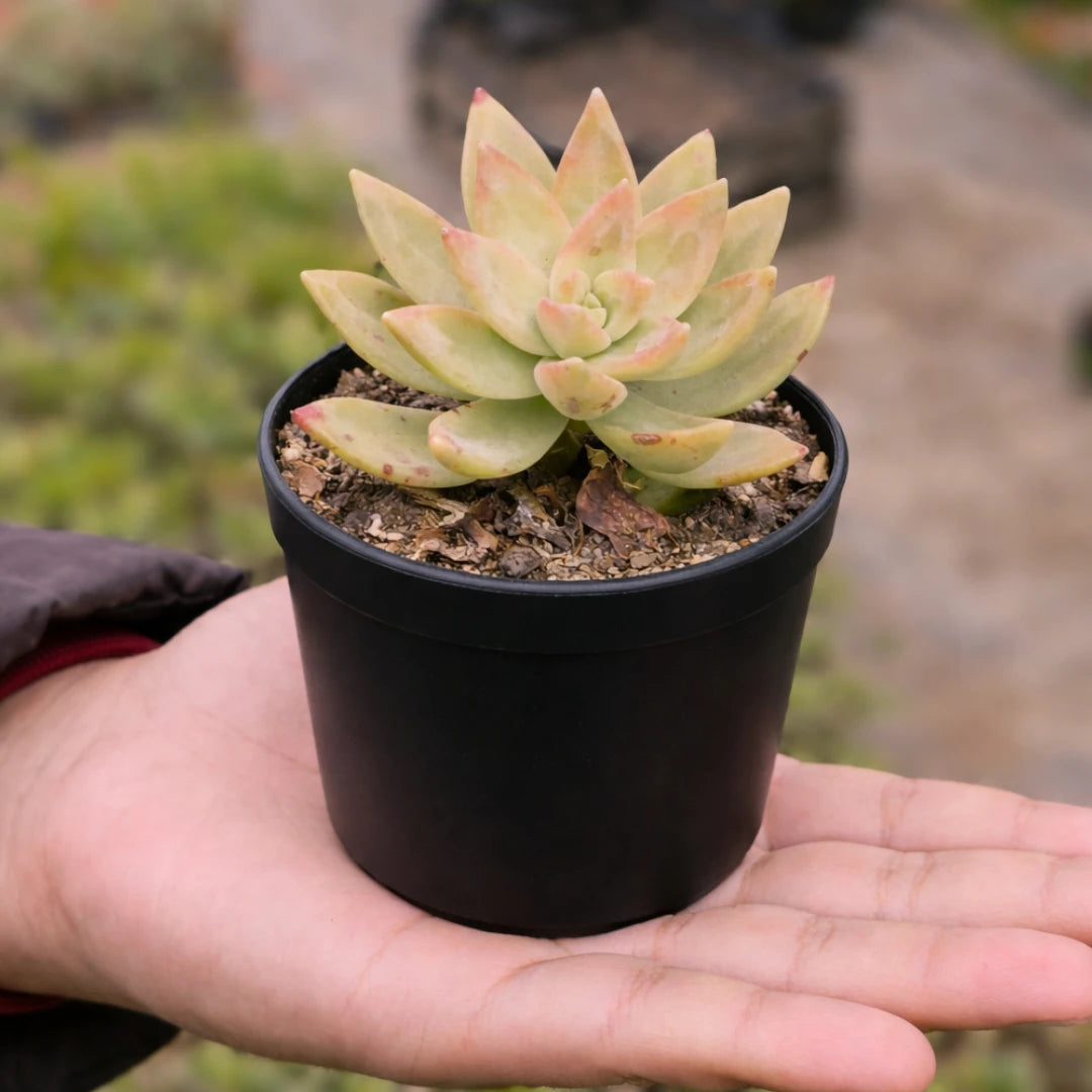 Graptosedum California Sunset