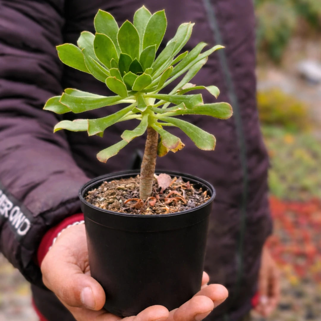 Green Aeonium