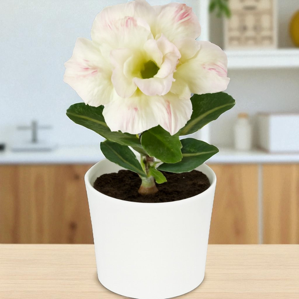 Adenium R162