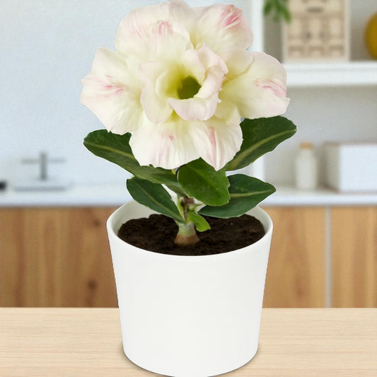 Adenium R162