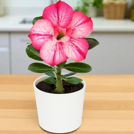 Adenium R170