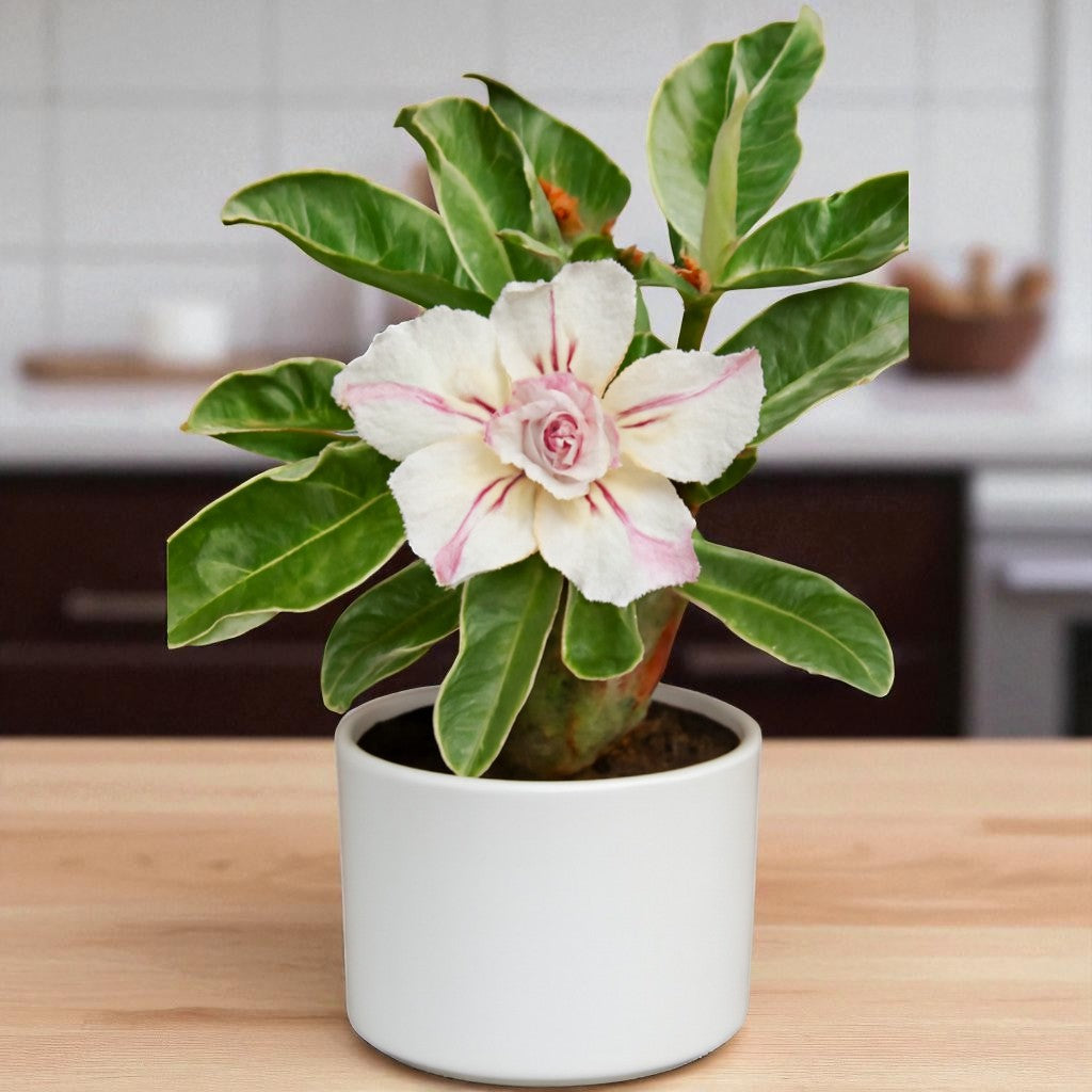 Adenium R171