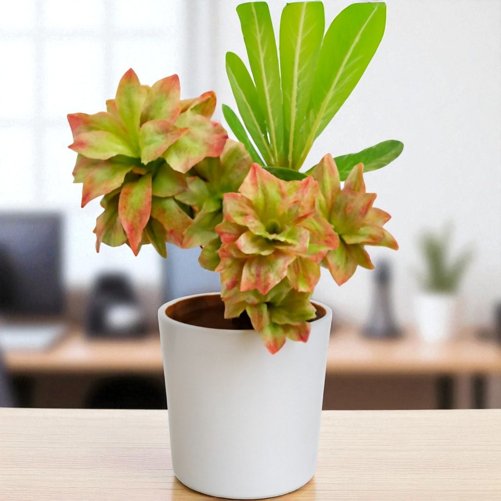 Adenium R163