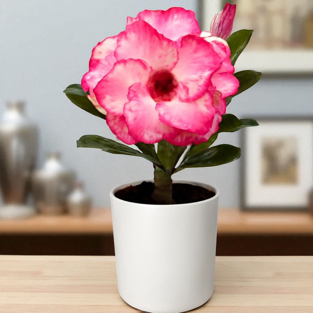 Adenium R164