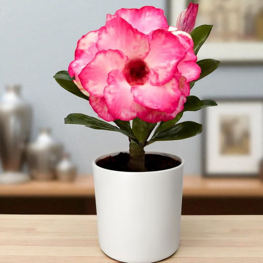 Adenium R164