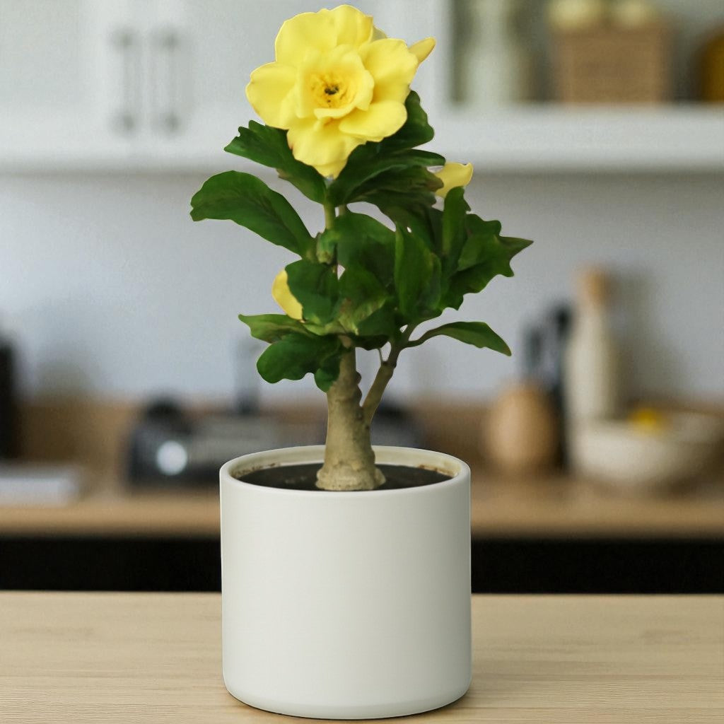 Adenium R168