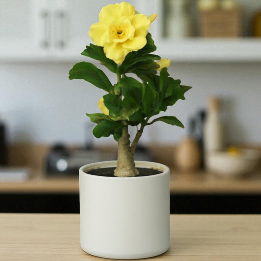 Adenium R168