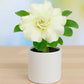 Adenium R172