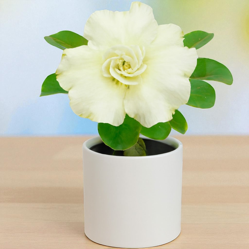 Adenium R172