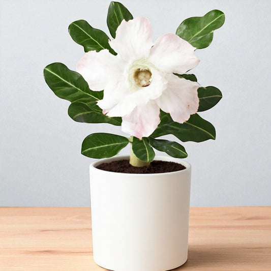 Adenium R173