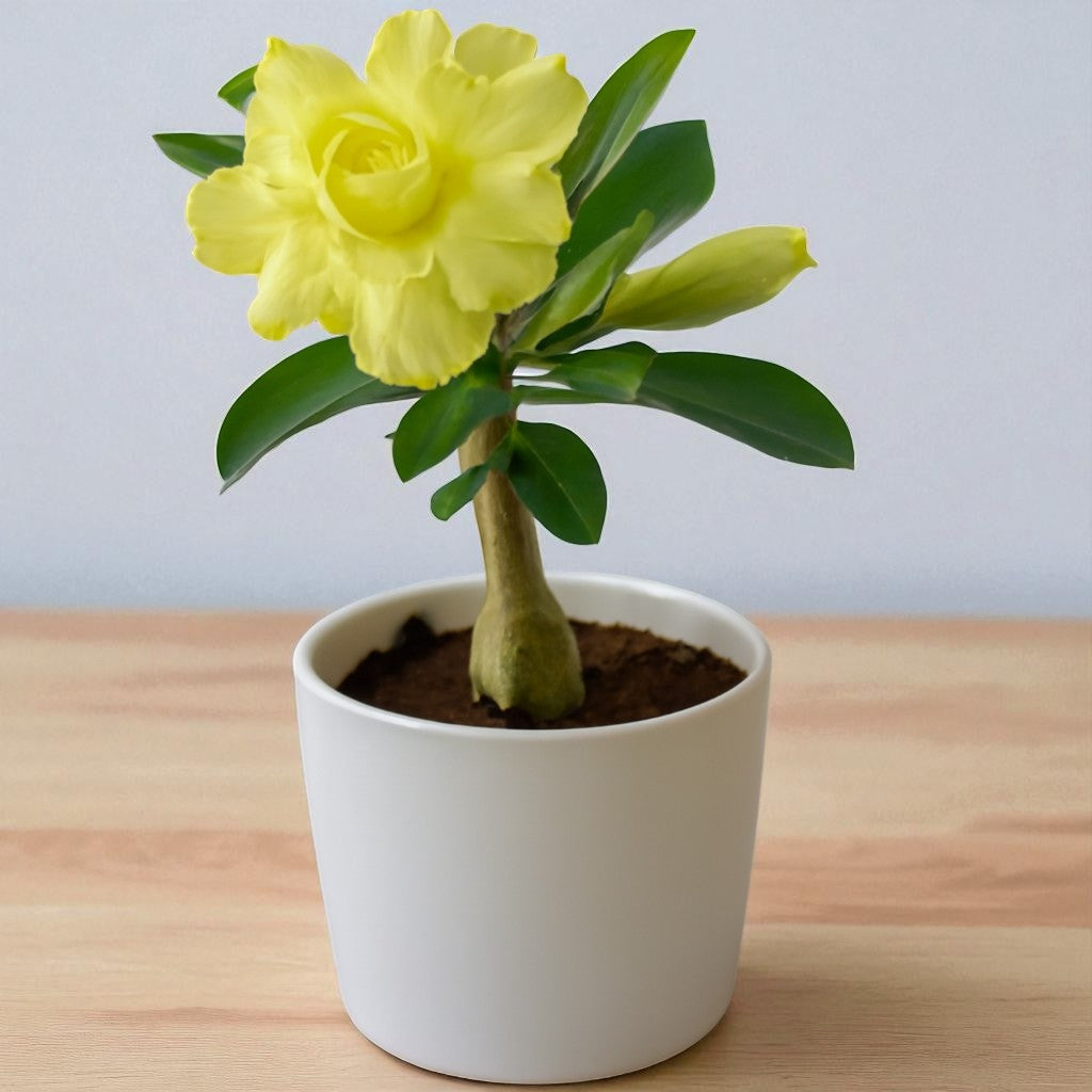 Adenium R180