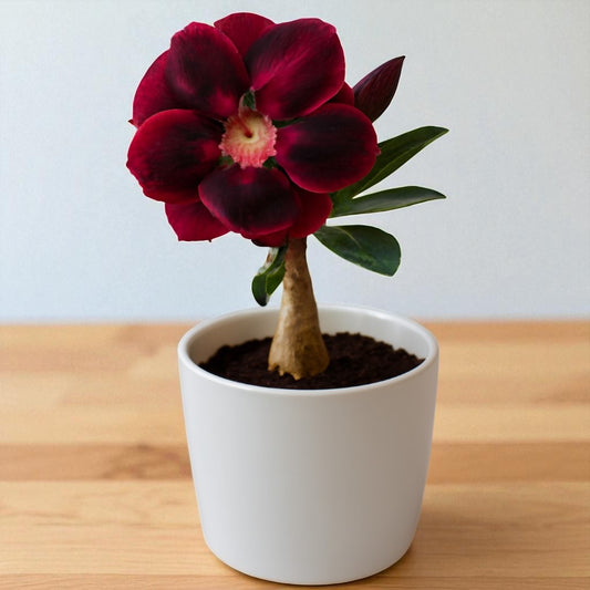 Adenium R174