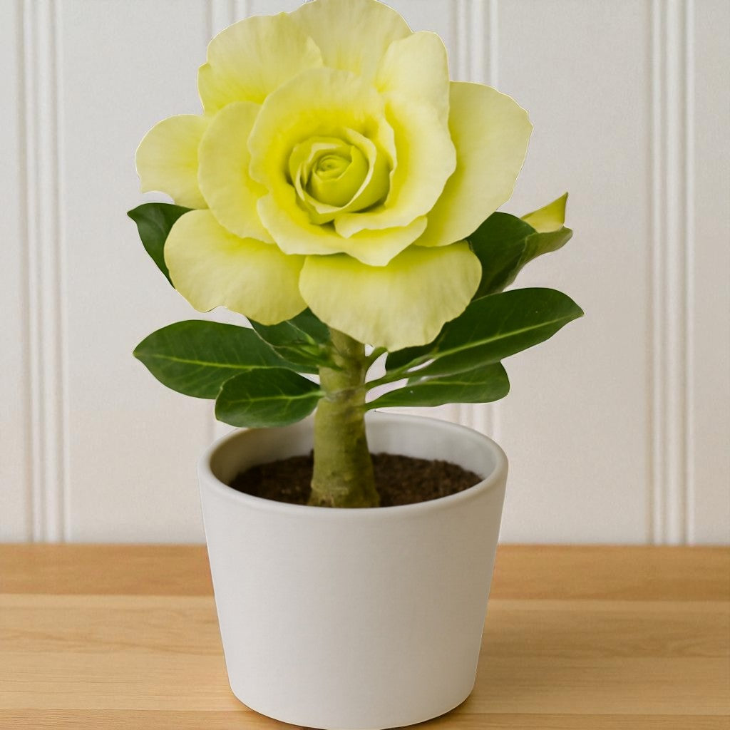 Adenium R178