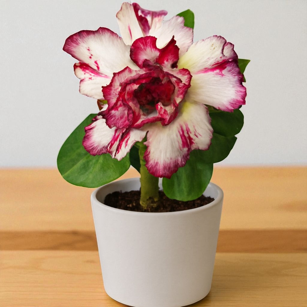 Adenium R179