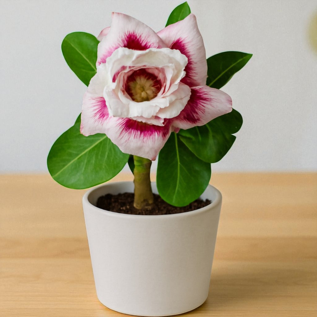 Adenium R182