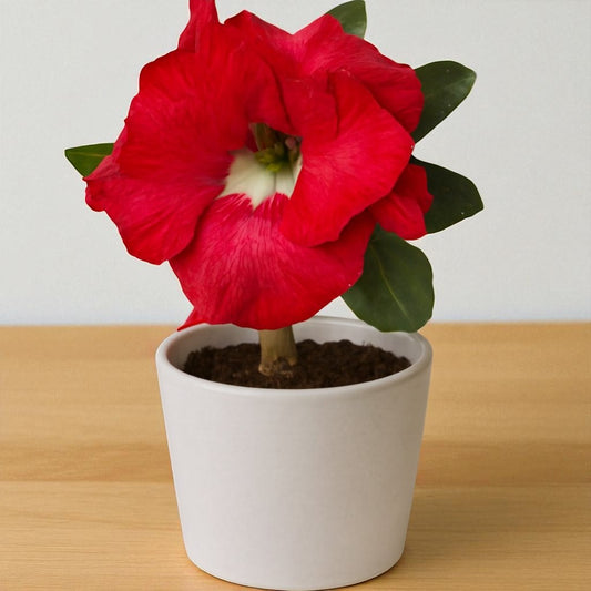Adenium R183