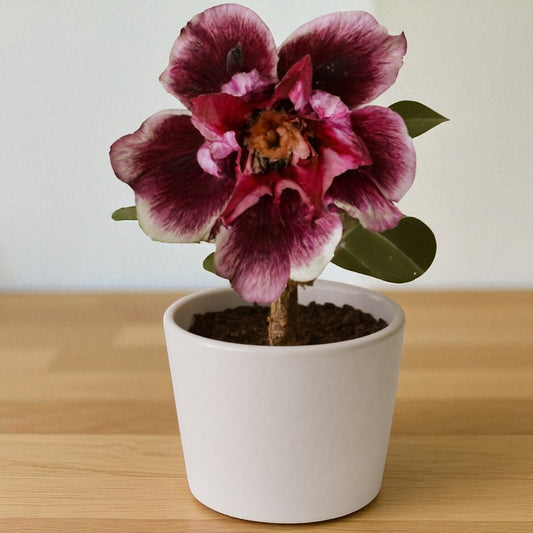 Adenium R184