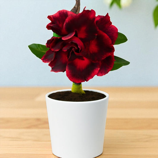 Adenium R187