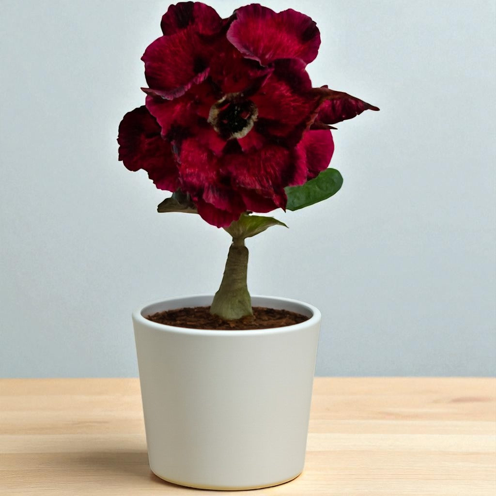 Adenium R188