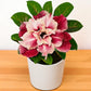 Adenium R190