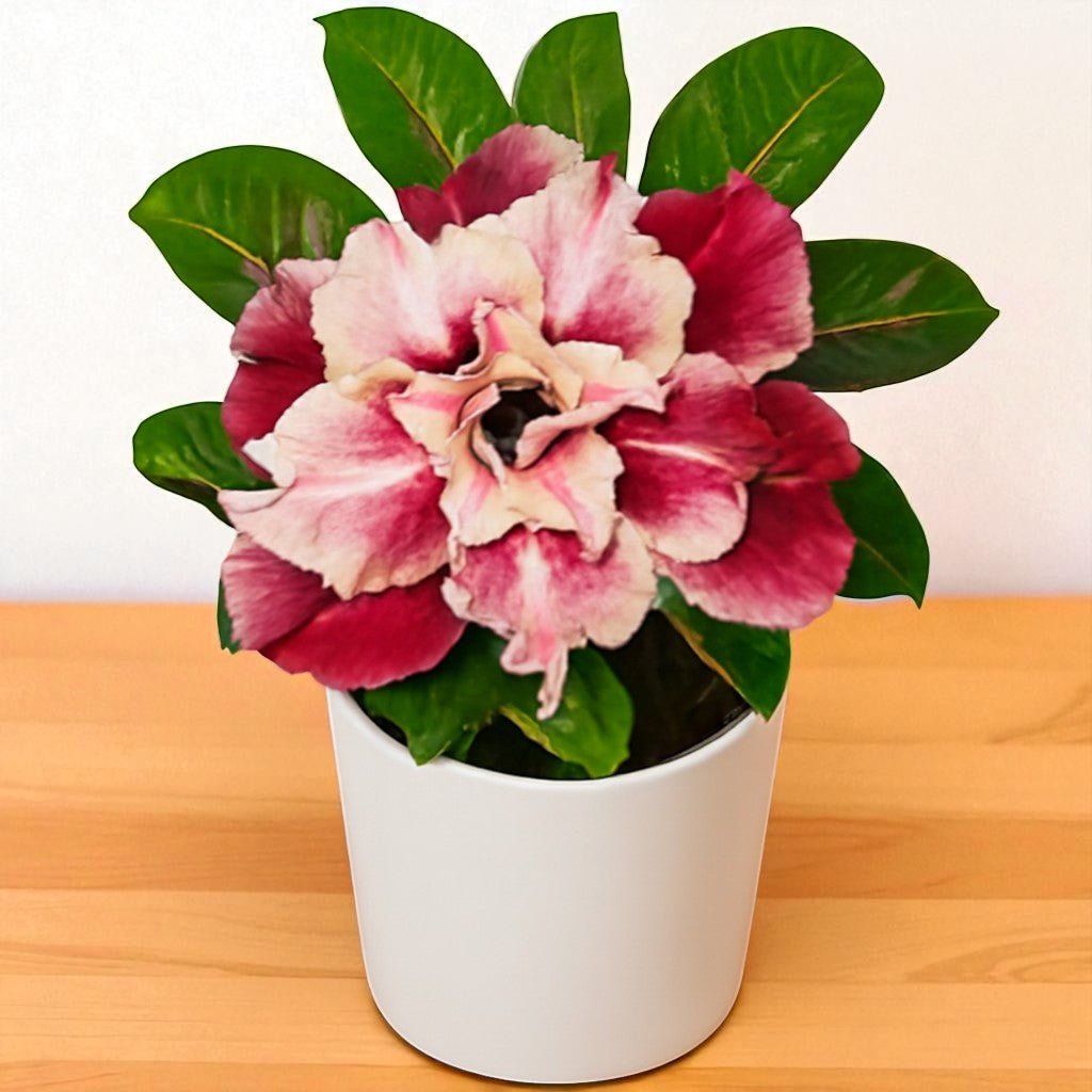 Adenium R190