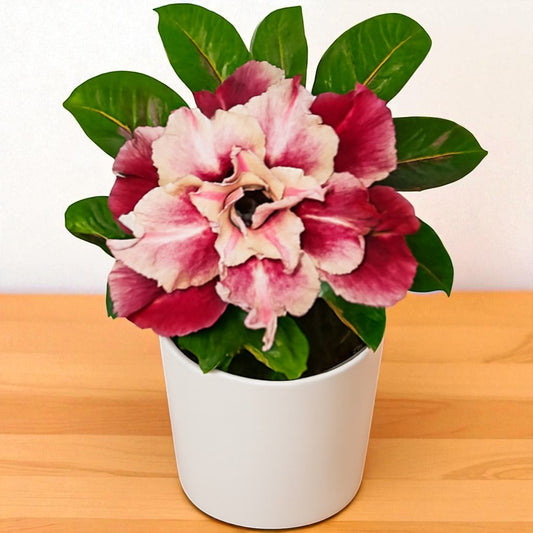 Adenium R190