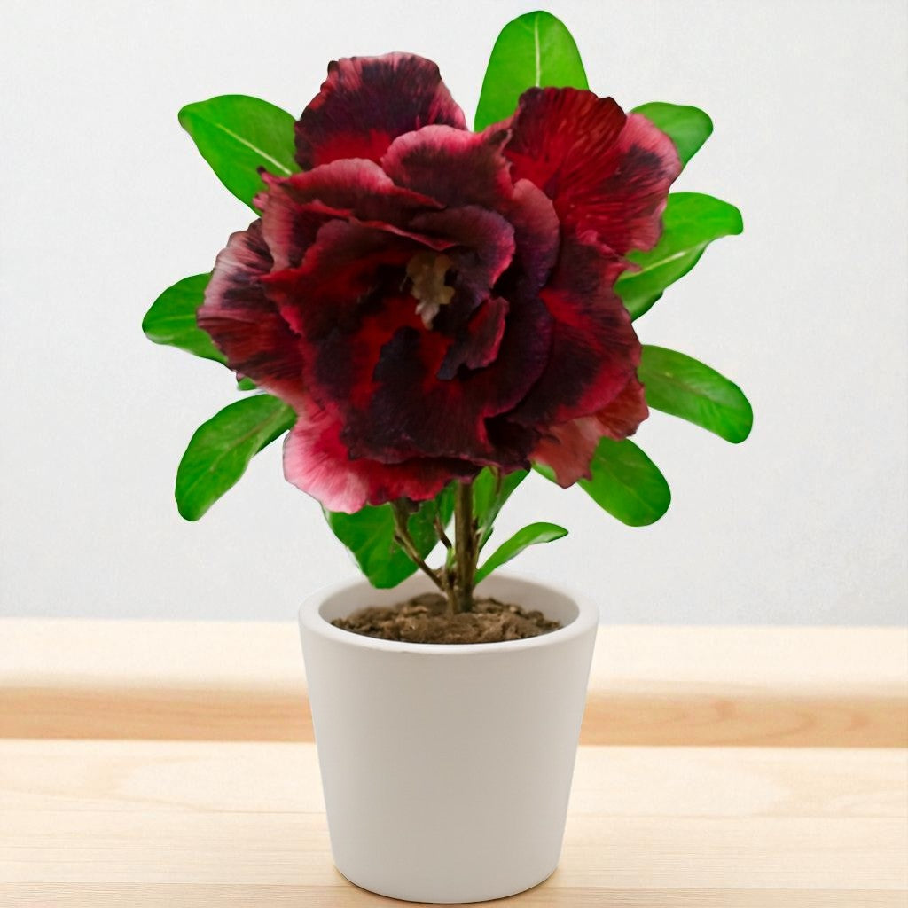 Adenium R197