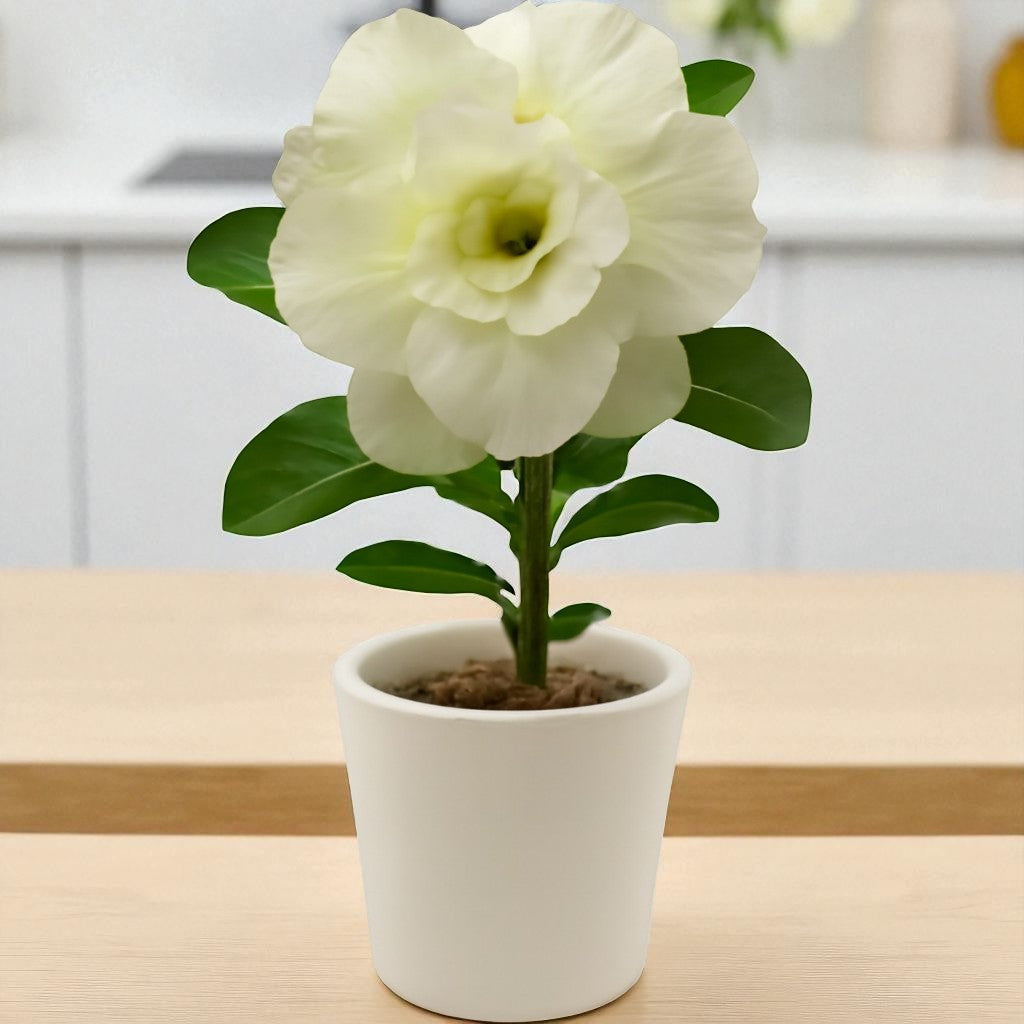 Adenium R196