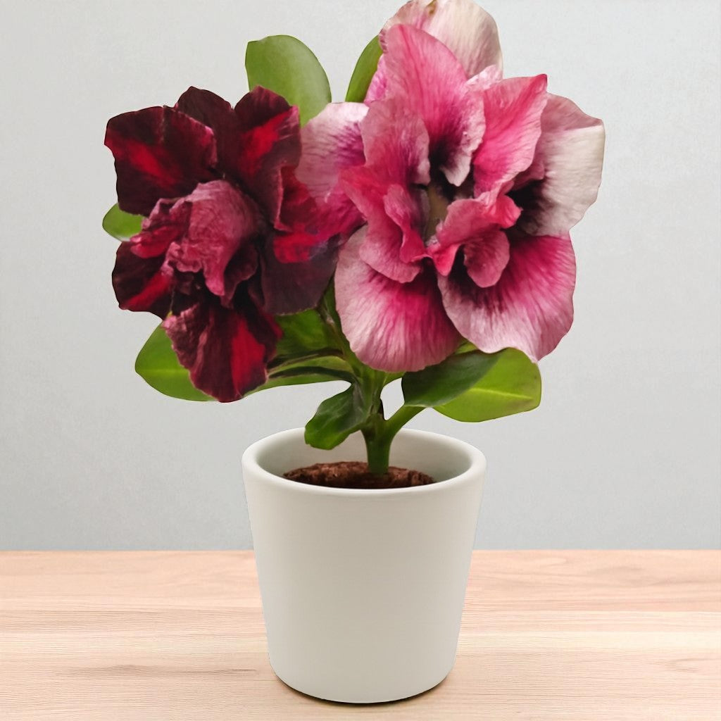 Red Number R199 Adenium R199 – Plant Orbit