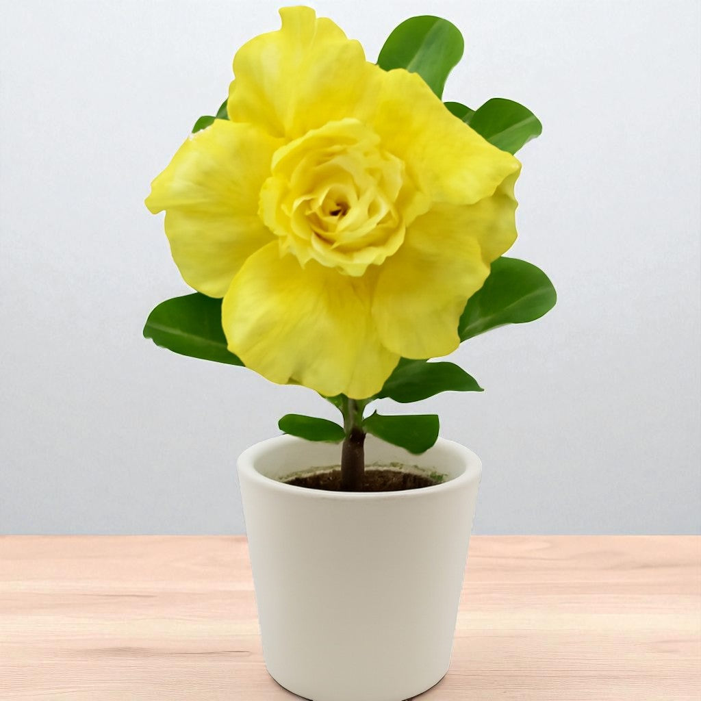 Adenium R200