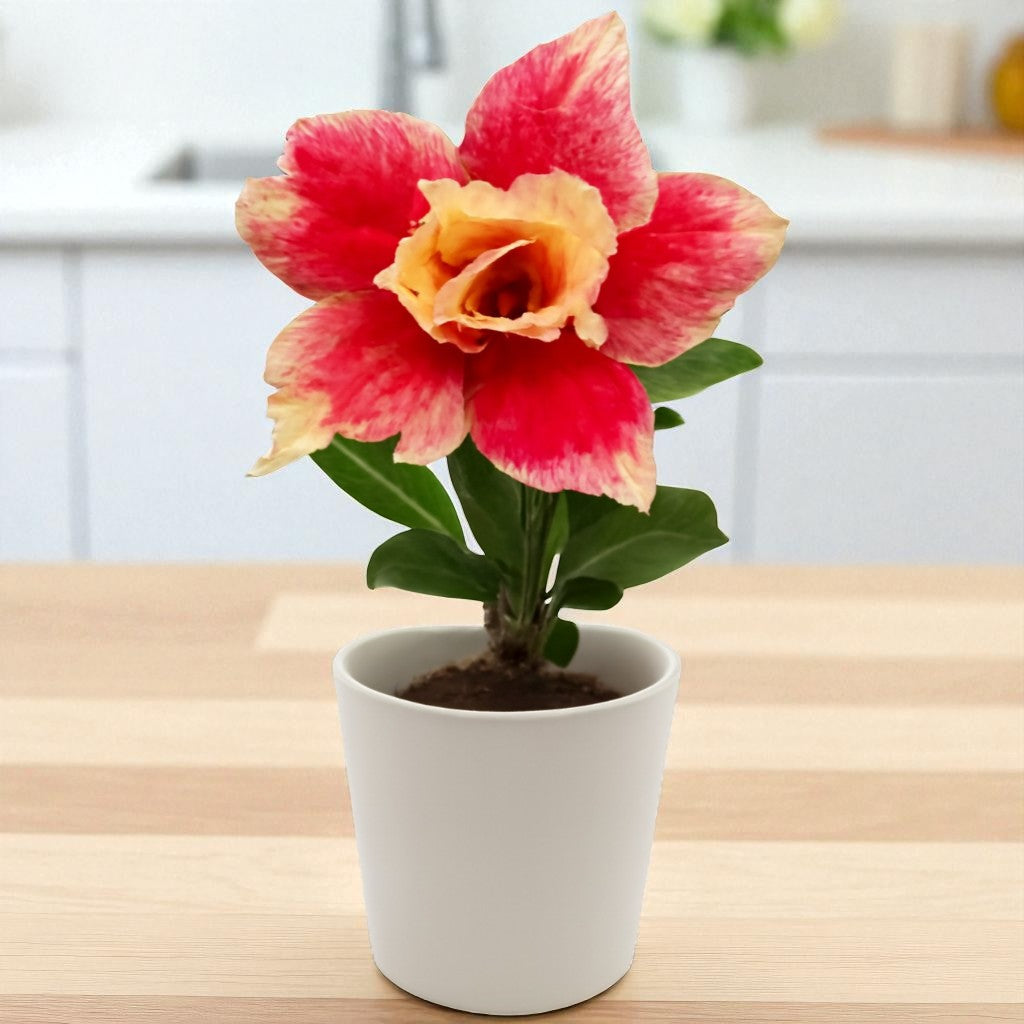 Adenium R203